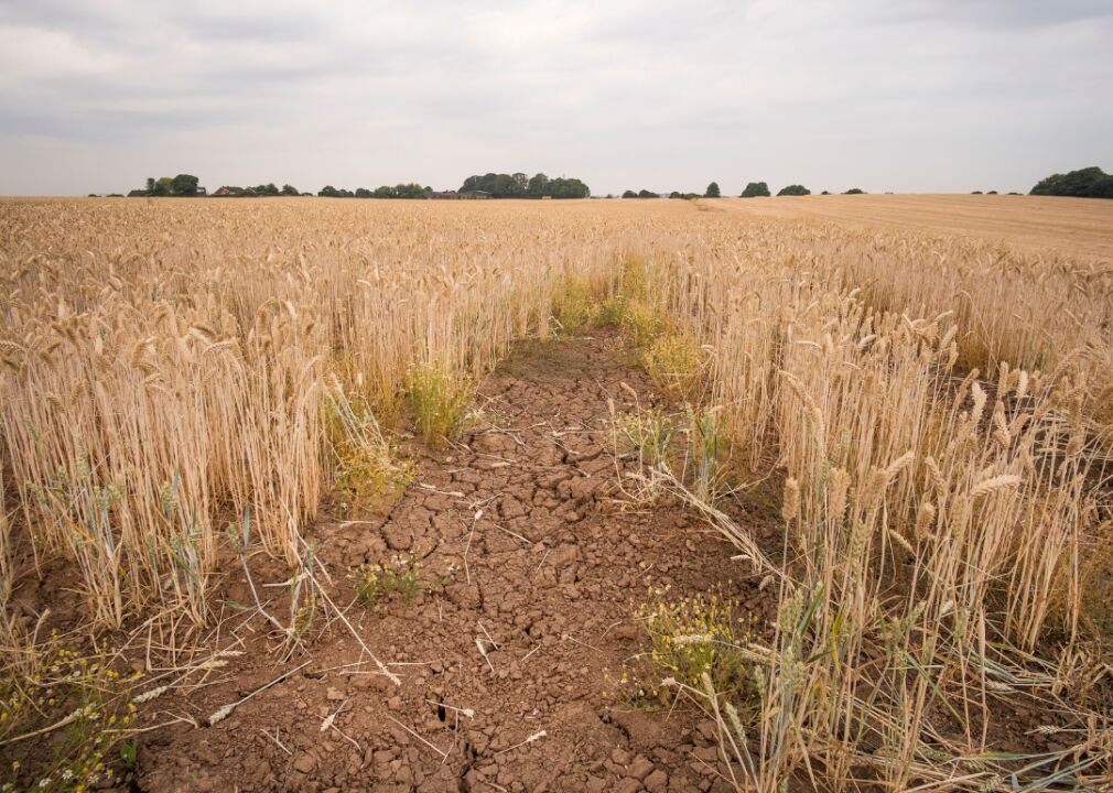 #2. Wheat